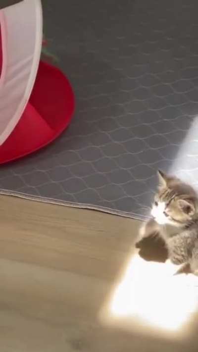 Kitten’s first sunbeam