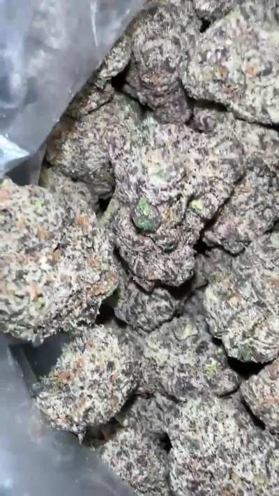 Gelato 41