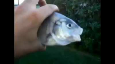 peixe