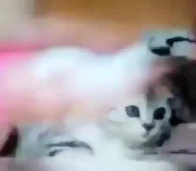 Traumatized kitty