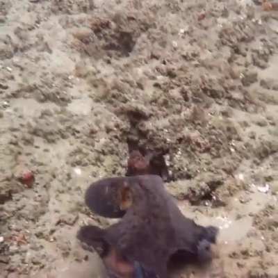 🔥 Octopus going stealth mode