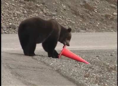 I'm Just a Bear Who Wants a Little Order & Accountability