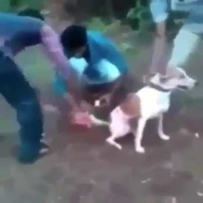 fico dlçioso
