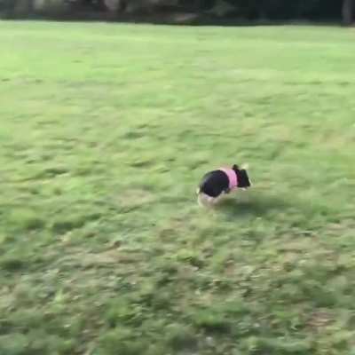 Catch me if you can!