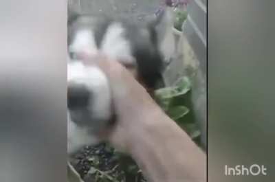 Учимся играть на хаски