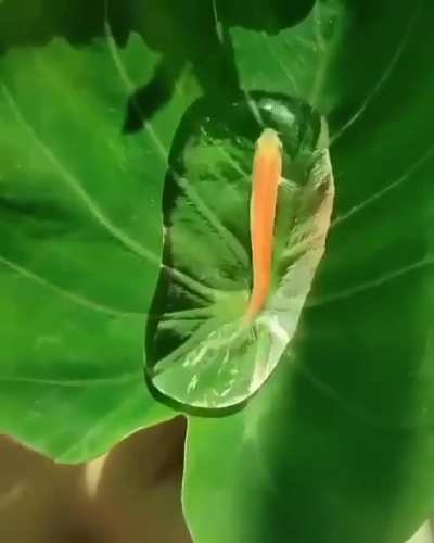 Fish managed to get stuck in a water droplet on a leaf