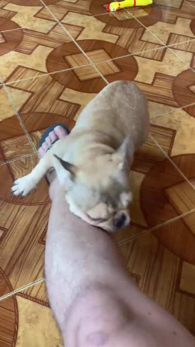 POV: Nero sees my legs and instantly enters play mode 😂❤️