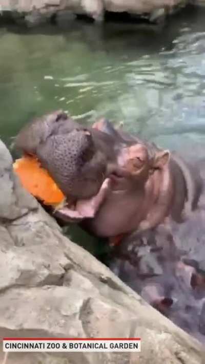 Pumpkin treat time