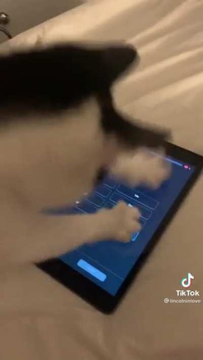 Cat is a master at using a tablet