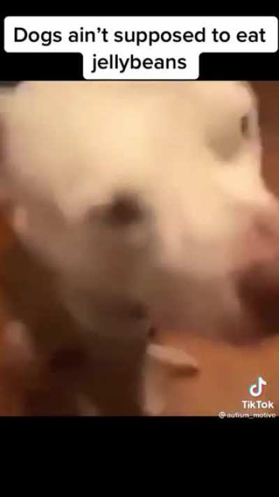 Dogs aren’t supposed to eat jellybeans 😤