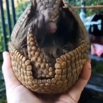 Armadillo defense mechanism.