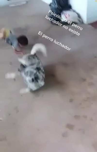 Jujutsu doggo.