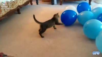 Pop