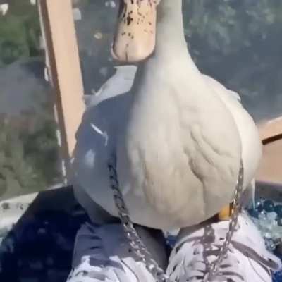 Dolan dark when he put 4 mid roll ads