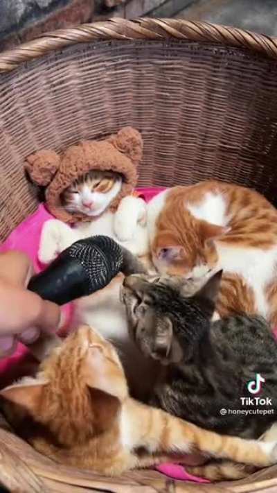 😹
