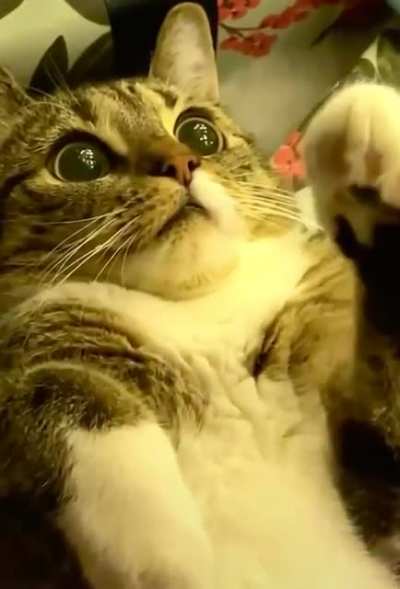 Cat in utter amazement!