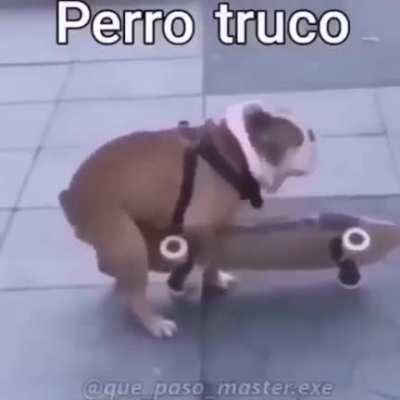Perro truco 😎