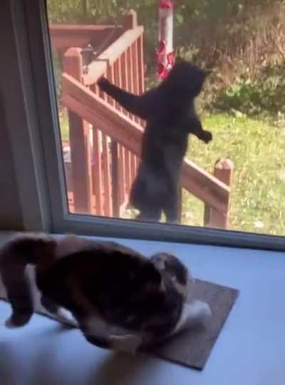 Scaredy-Cat Life