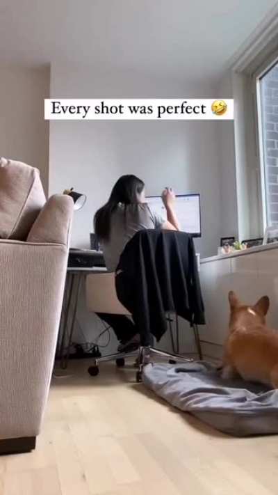 Energetic corgi