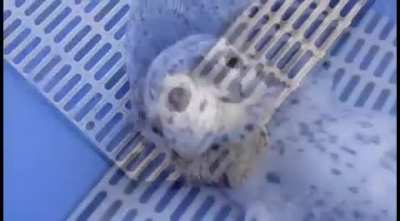 This baby seal's face kind of looks like the wholesome award