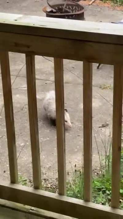 I heard that possums are pretty nomadic, but this little cutie has been living under our deck for a few weeks. Love seeing her explore the yard early in the morning🥰