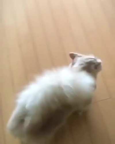 Amazing tail