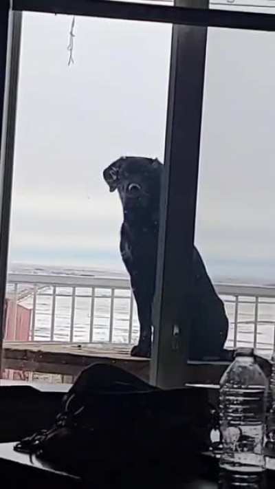 My farmdog Carl the Peeping Tom.