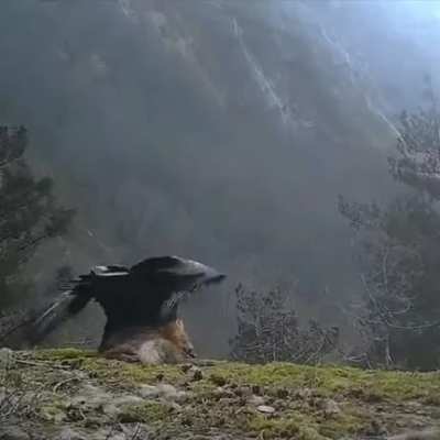 Eagle Fly away with a fox