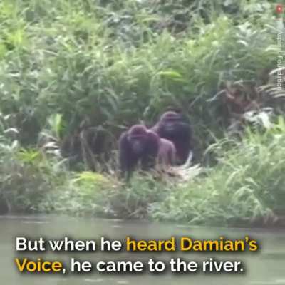 Everyone warned him to not meet the gorilla he raised ❤️ 🥺. 5 years later, their meeting in the jungle left everyone in tears.
