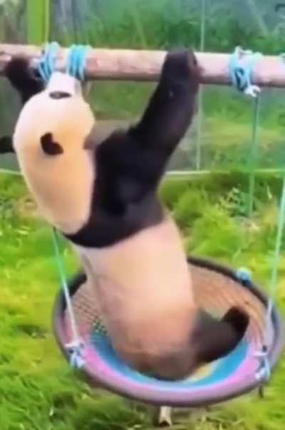 Panda who managed not to fall down