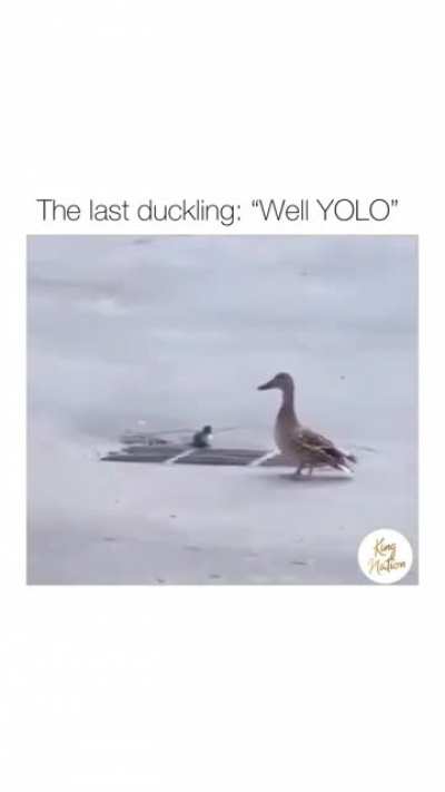 Duck Duck Nooo
