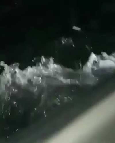 Sus