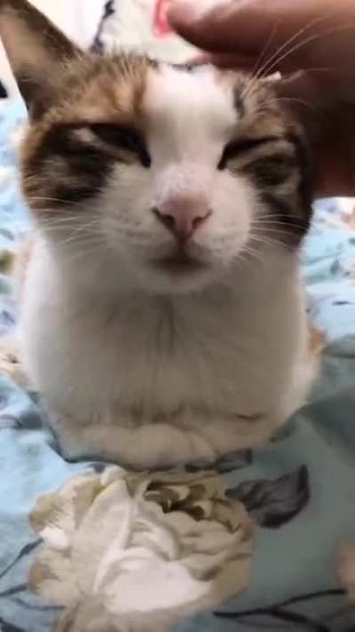 gato.exe parou de funcionar