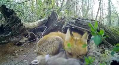 Happy fox family