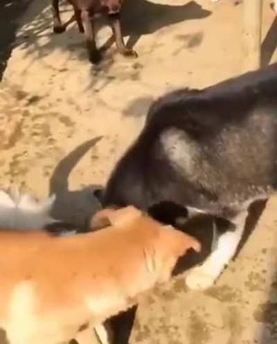 A dog with a questionable personality