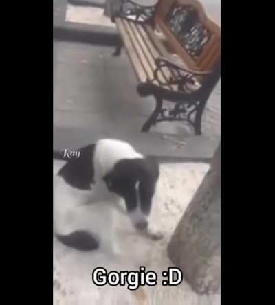 This man found his dog after 3 years