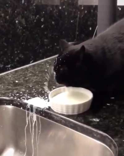 This cat is broken