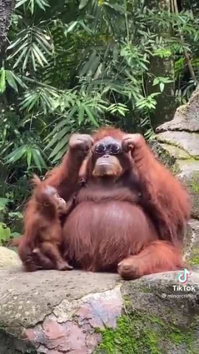 The coolest orangutan in the zoo.