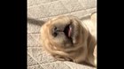 Sleep Borking