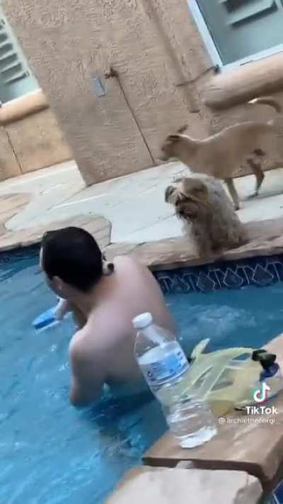 Corgi taking it's first accidental swim