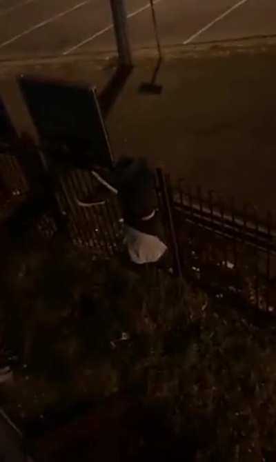 Here we see the drunk male Australian in their natural habitat, such poise, such grace!