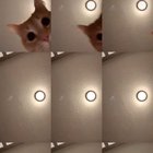 The best TikTok ever