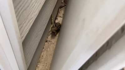 Dryer vent visitor