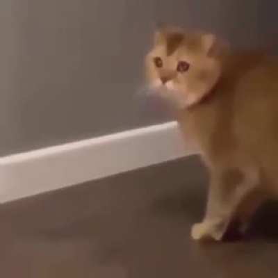 hola como estás
