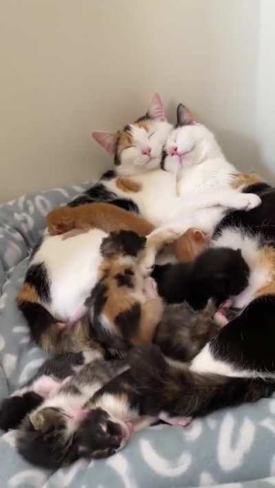 Happy Family
