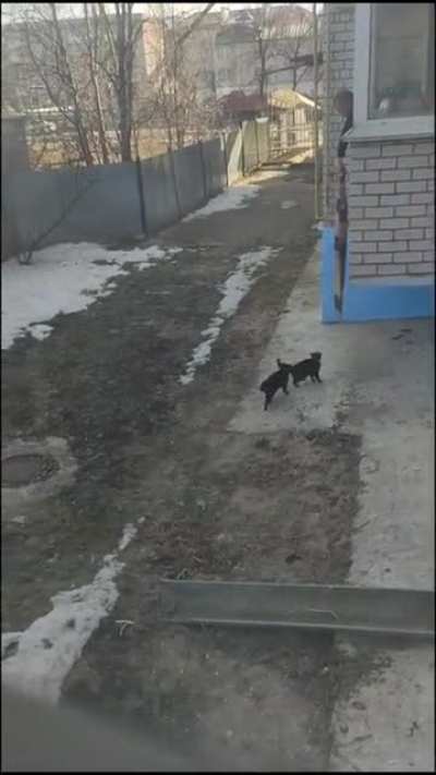 Russian cats evolved differently