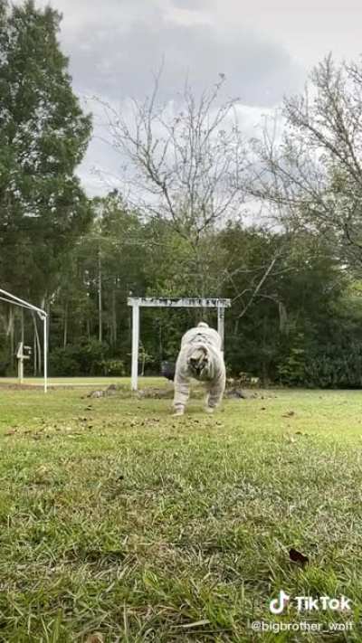 Oh lawd he comin