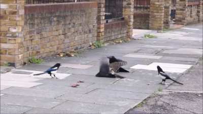 Bird solidarity ✊