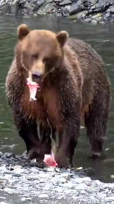 Apparently, bears don't kill their fish before they eat them.