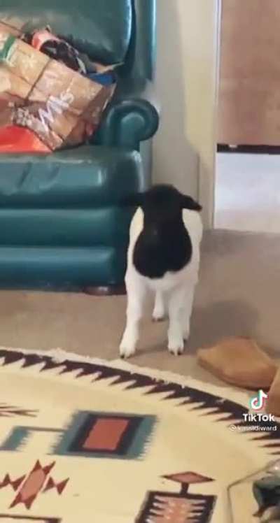 Goat in house